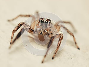 Jumping spider Plexippus paykulli ready to jump