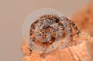 Jumping spider (Plexippus petersi)