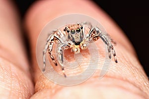 Jumping spider, Plexippus petersi, male resting on finger, Satara, Maharashtra, India