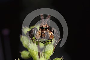 Jumping Spider, Portia photo