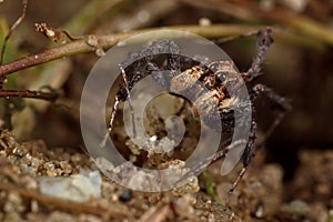 Jumping Spider, Portia photo