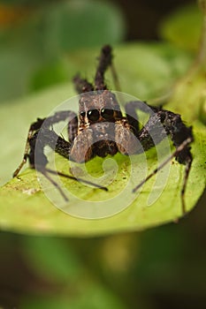 Jumping Spider, Portia photo