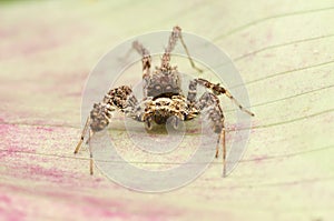 Portia jumping  spider on leaf photo