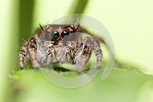 Jumping spider portrait