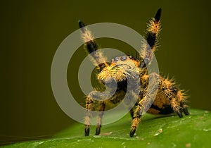 A jumping spider pray in order corona virus gone soon, phiddipus regius female