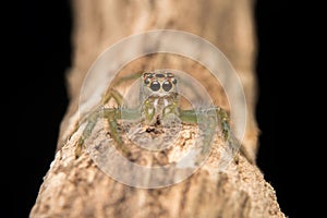 Jumping spider predator nature