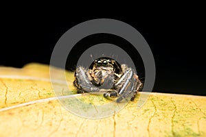 Jumping spider predator nature