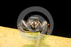 Jumping spider predator nature