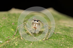 Jumping spider predator nature