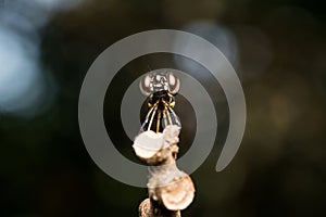 Jumping spider predator nature