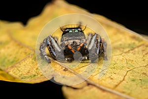 Jumping spider predator nature