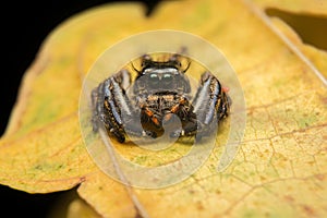 Jumping spider predator nature