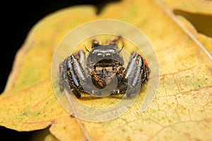 Jumping spider predator nature