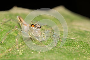 Jumping spider predator nature