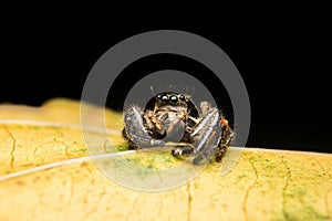 Jumping spider predator nature