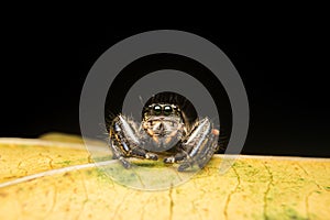 Jumping spider predator nature