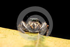 Jumping spider predator nature