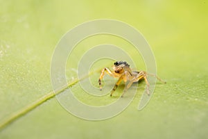 Jumping spider predator nature