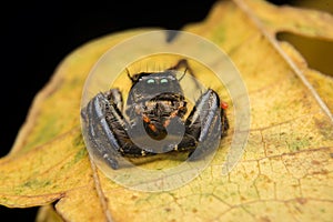 Jumping spider predator nature