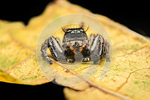 Jumping spider predator nature