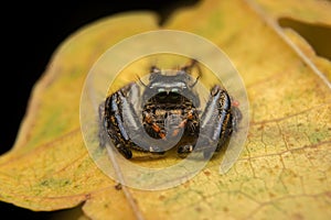 Jumping spider predator nature