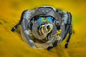 Jumping Spider prey
