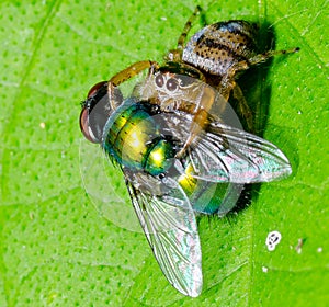 Jumping Spider with prey