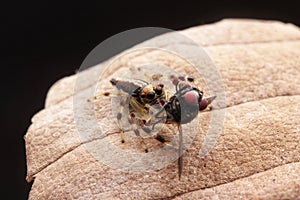 Jumping spider with prey on the brown leaf