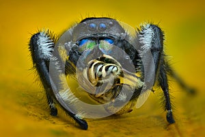 Jumping spider prey on the leaf