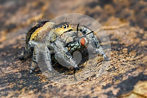 Jumping spider  prey on  wood , taken using macro  technique.