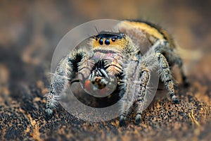 Jumping spider  prey on  wood , taken using macro  technique.