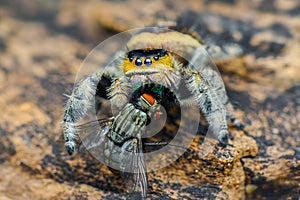 Jumping spider  prey on  wood , taken using macro  technique.