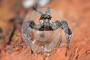 Jumping spider  prey on  wood , taken using macro  technique.