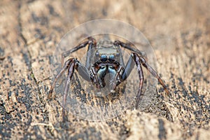 Jumping spider on wood , taken using macro technique.