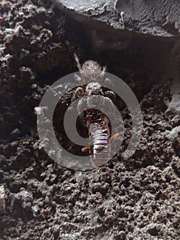 A jumping spider preys on flying termite