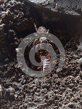 A jumping spider preys on flying termite