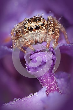 Jumping spider on the purple flower