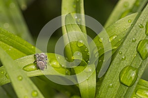 Jumping Spider and Rain Droplets on Green Leaf