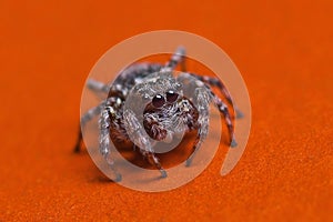 Jumping spider on red background