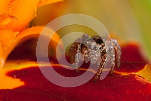 Jumping spider on the red, orange flower