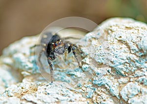 A jumping spider on rock , Salticidae