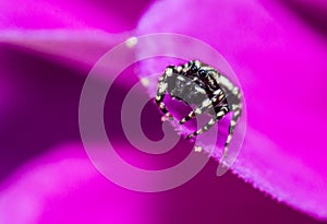 Jumping spider,Salticidae,