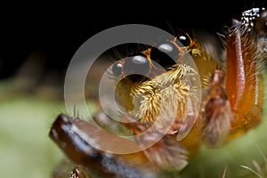 Jumping spider Salticidae