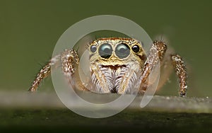 Jumping spider - Salticidae