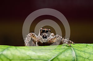 Jumping spider or Salticidae on a leaf