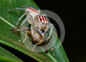 Jumping spider, Salticidae, on leaf with fly on its tusks, macro photography of nature