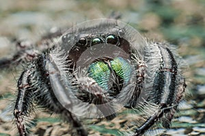 Jumping spider (Salticidae)