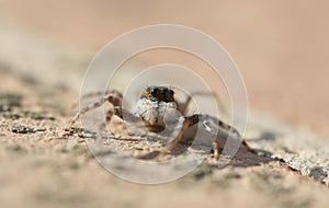 Jumping spider Salticidae species family