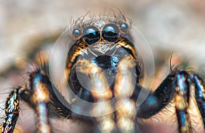 Jumping spider Salticus cingulatus. Eyes of Salticus cingulatus. Funny portrait of spider