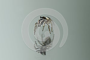 Jumping Spider Salticus scenicus on mirror background
